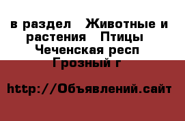  в раздел : Животные и растения » Птицы . Чеченская респ.,Грозный г.